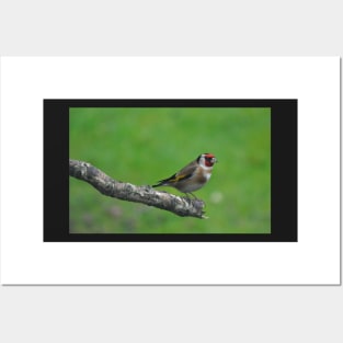 Goldfinch Posters and Art